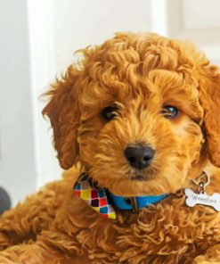 Golden Dooodles Puppies paint by numbers