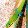 Green Gecko paint by numbers