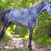 Grey Horse Animal Paint by numbers