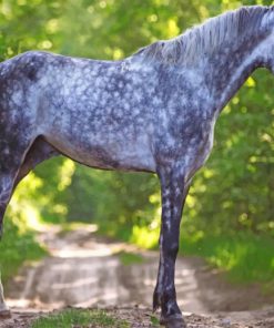 Grey Horse Animal Paint by numbers