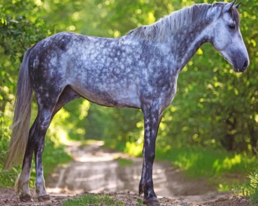 Grey Horse Animal Paint by numbers