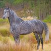 Grey Horse Paint by numbers