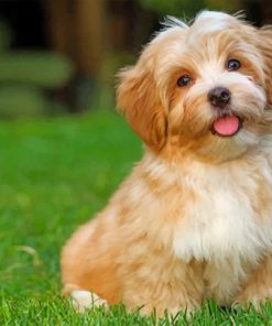 Havanese Dog paint by numbers