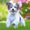 Havanese Puppy pant by numbers