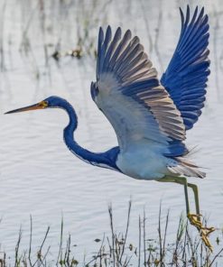 Heron Flying paint by numbers