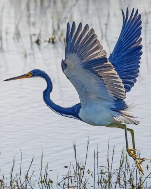 Heron Flying paint by numbers