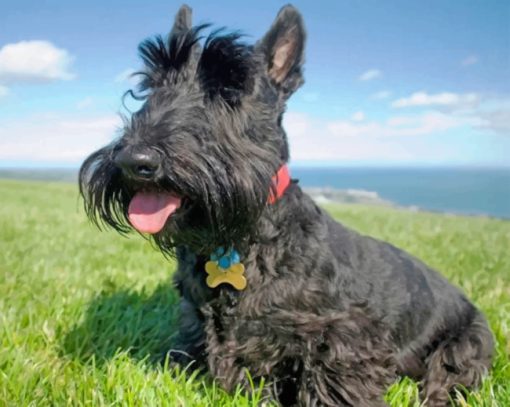 Iconic Scottish Terrier paint by numbers