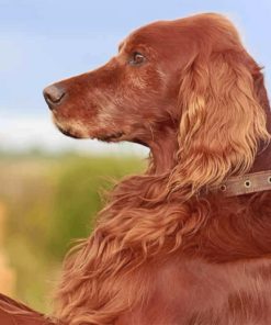 Irish Setter Paint by numbers