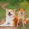 Japanese Akitas paint by numbers