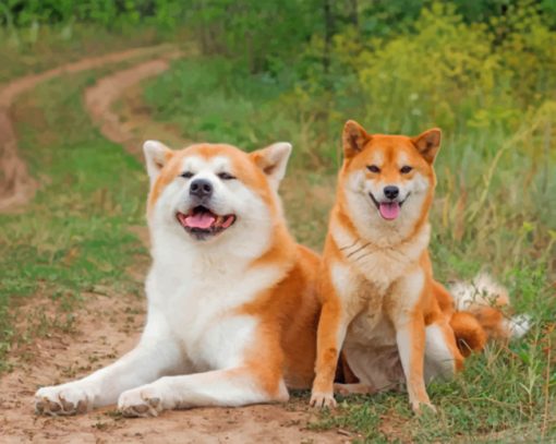 Japanese Akitas paint by numbers