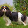 King Charles Spaniel paint by numbers