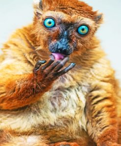 Lemur Eating paint by numbers