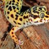 Leopard Gecko paint by numbers