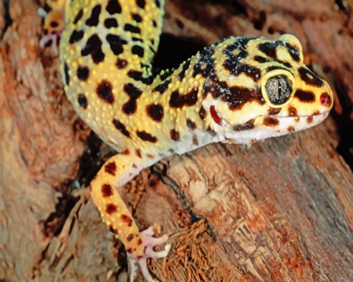 Leopard Gecko paint by numbers