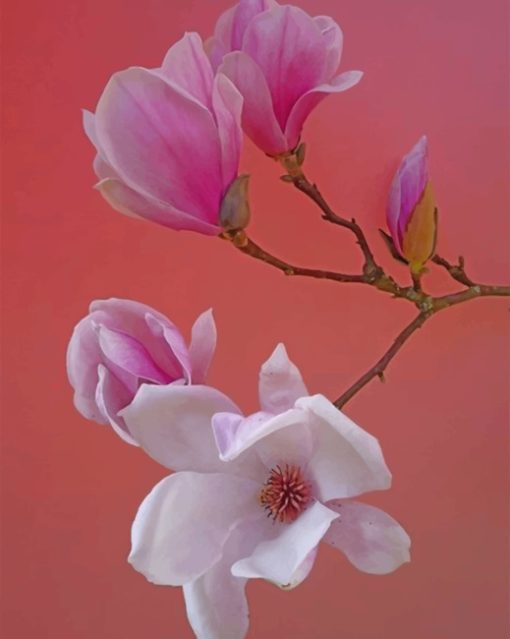 Pink Magnolia Flower Paint by numbers