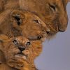 Lion Family Paint by numbers