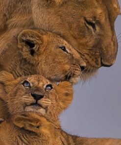 Lion Family Paint by numbers