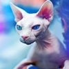 Mad Sphynx Cat Paint by numbers