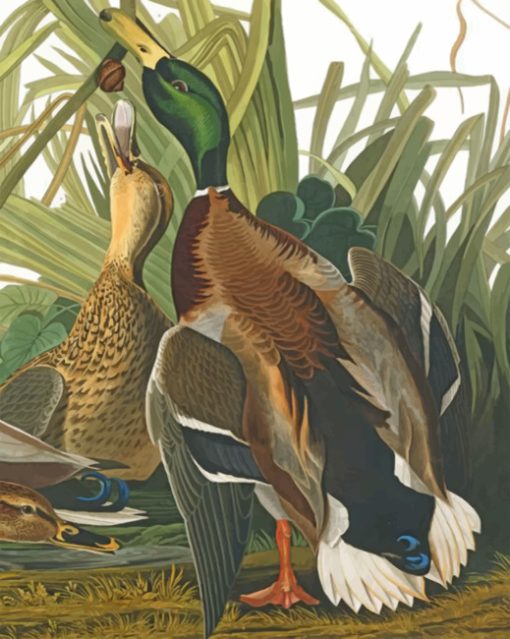 Mallard Ducks paint by numbers