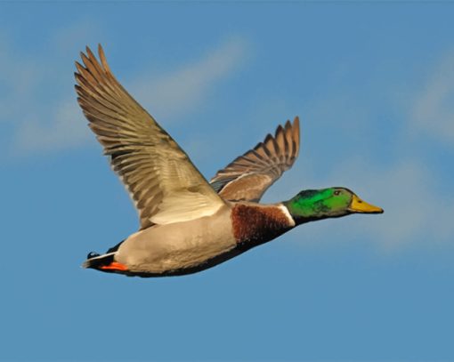 Mallard Flying Duck Paint by numbers