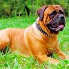 Mastiff Dog Paint by numbers