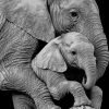 Mum Elephant and Her Baby paint by numbers