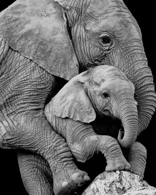 Mum Elephant and Her Baby paint by numbers