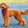 Brown Golden Doodle paint by numbers