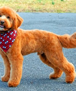 Brown Golden Doodle paint by numbers