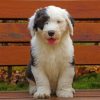 Old English Sheepdog paint by numbers