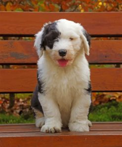 Old English Sheepdog paint by numbers