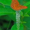 Eastern Orange Butterfly paint by numbers