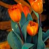 Orange Tulips paint by numbers