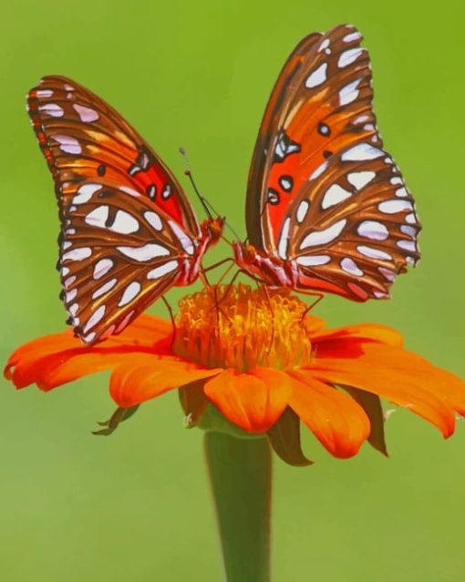 Orange Monarch Butterfly Paint by numbers