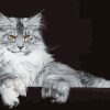 Maine Coon Cat Paint by numbers