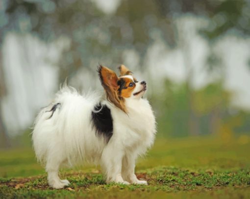 Papillon Dog paint by numbers