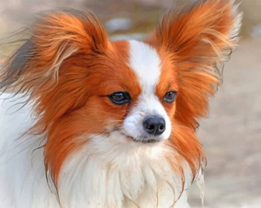 White And Brown Papillon paint by numbers