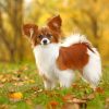 Papillon Puppy paint by numbers