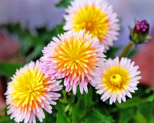 Pink Dandelions Paint by numbers