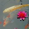 Pink Lotus And Koi Fishes Paint by numbers