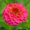 Pink Zinnia paint by numbers