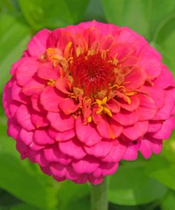 Pink Zinnia paint by numbers