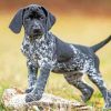 Pointer Hunting Dog Paint by numbers