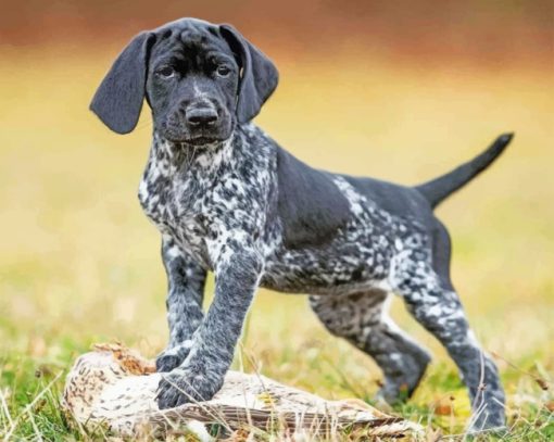 Pointer Hunting Dog Paint by numbers