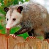 Possum Animal paint by numbers