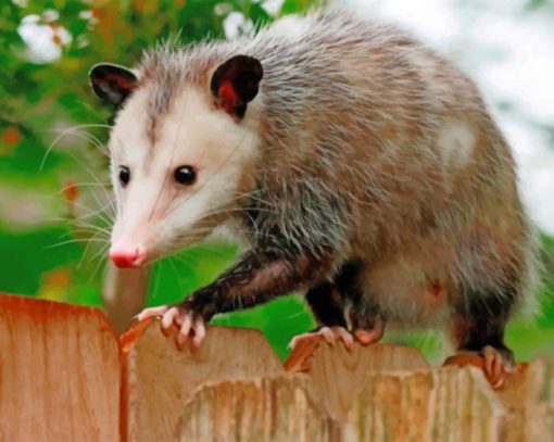 Possum Animal paint by numbers