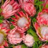 Pretty Protea Flowers Paint by numbers