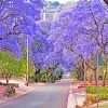 Purple Bloom Pretoria paint by numbers