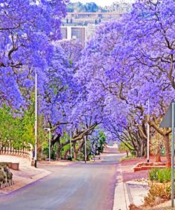 Purple Bloom Pretoria paint by numbers