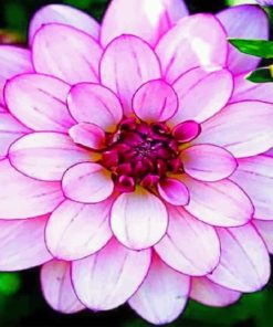 Purple Dahlia paint by numbers